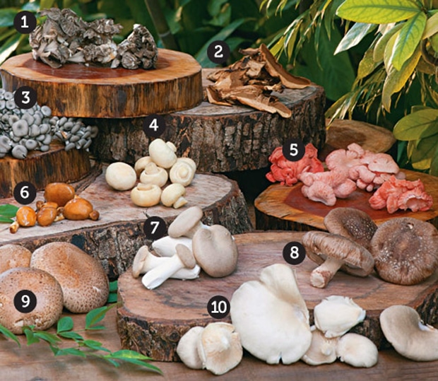 cogumelos